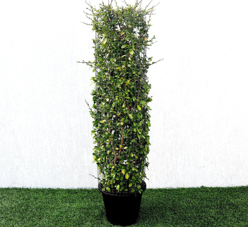 Ehretia Cylindrical Shape "Ehretia Microphylla" 1.0m - Greensouq - 