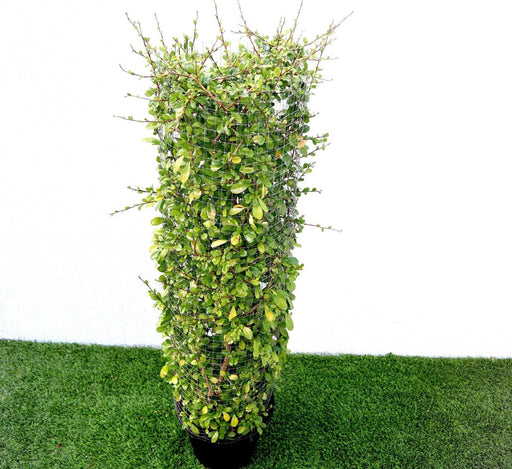 Ehretia Cylindrical Shape "Ehretia Microphylla" 1.0m - Greensouq - 
