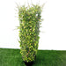 Ehretia Cylindrical Shape "Ehretia Microphylla" 1.0m - Greensouq - 