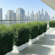 Ehretia Microphylla / Buxus Wall Shaped (80cm width - height 100cm) - Greensouq - 