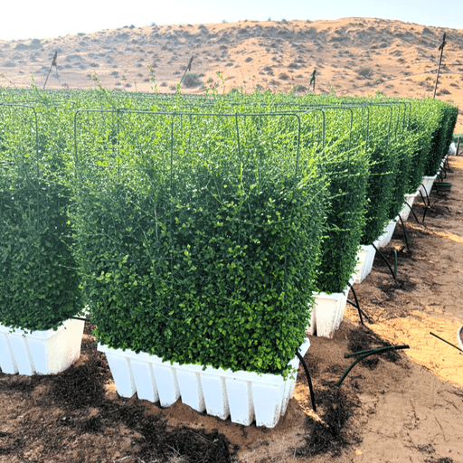 Ehretia Microphylla / Buxus Wall Shaped (80cm width - height 100cm) - Greensouq - 
