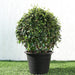 Ehretia Microphylla | Fukien Tea Tree | Ehretia Ball Shape 20 - 50cm Dia - Greensouq - 