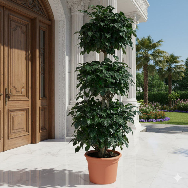 Elegant Outdoor China Doll 3 Step Plant - Greensouq - 