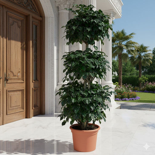 Elegant Outdoor China Doll 3 Step Plant - Greensouq - 