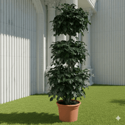 3 Step Elegant Outdoor China Doll Plant - Greensouq -