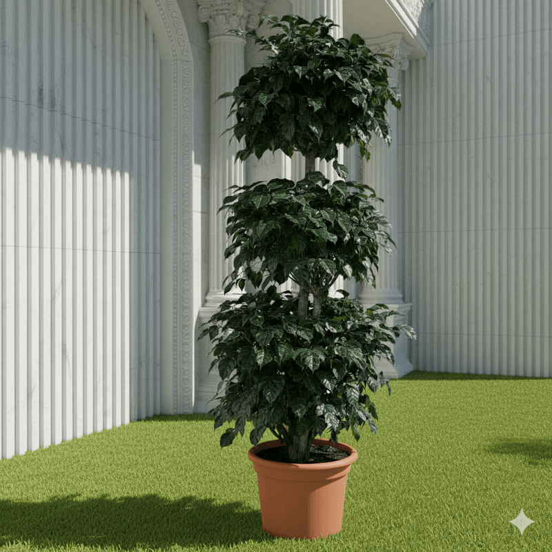 3 Step Elegant Outdoor China Doll Plant - Greensouq -
