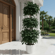 Elegant Outdoor China Doll 3 Step Plant - Greensouq - 