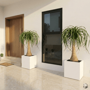 Elegant Ponytail Palm in Premium Square Planter 60x60x60 - Greensouq - 