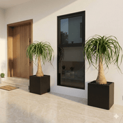 Elegant Ponytail Palm in Premium Square Planter 60x60x60 - Greensouq - 