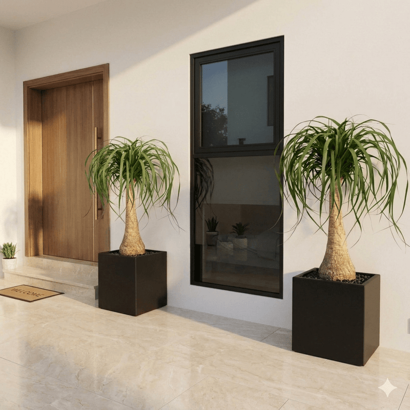 Elegant Ponytail Palm in Premium Square Planter 60x60x60 - Greensouq - 