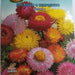 Elicrisum O Semprevivo Seeds by CANESTRO - Greensouq - 
