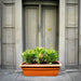 Euphorbia Millii Or Crown of Thorns 25 – 35cm | Cosmoplast Planter