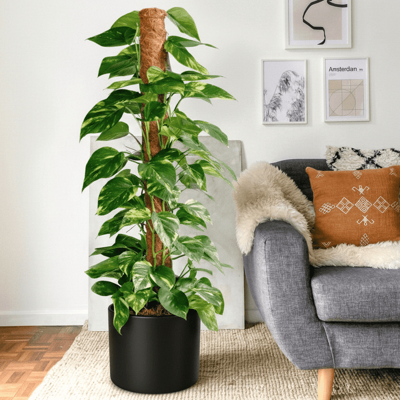 Epipremnum Aureum - Money Plant | Dubai's Best - Selling Plant! - Greensouq - 