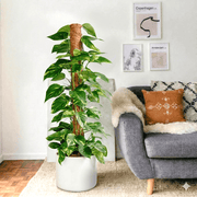 Epipremnum Aureum - Money Plant | Dubai's Best - Selling Plant! - Greensouq - 