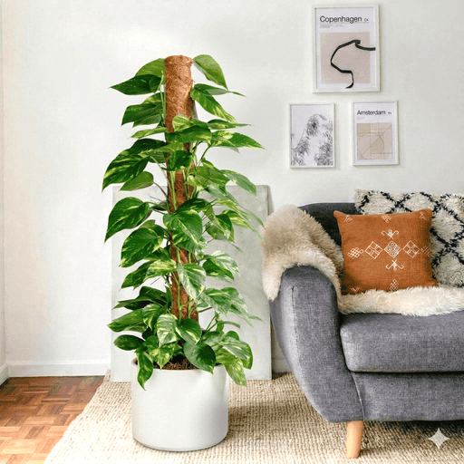 Epipremnum Aureum - Money Plant | Dubai's Best - Selling Plant! - Greensouq - 