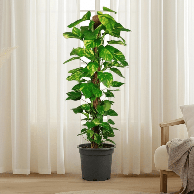money tree dubai Epipremnum Aureum - Money Plant