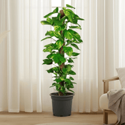 Epipremnum Aureum - Money Plant | Dubai's Best - Selling Plant! - Greensouq - 