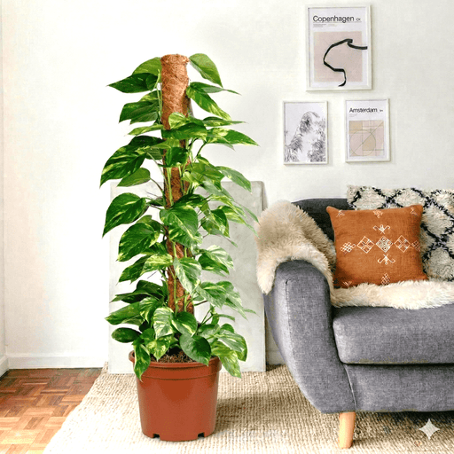 Epipremnum Aureum - Money Plant | Dubai's Best - Selling Plant! - Greensouq - 