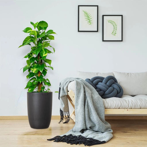 Epipremnum aureum or Money Plant كرمة المال - Greensouq - 