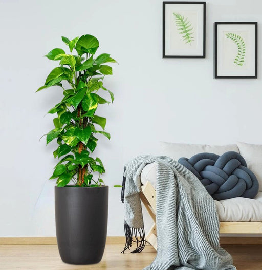 Epipremnum aureum or Money Plant كرمة المال - Greensouq - 