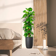 Epipremnum aureum or Money Plant كرمة المال - Greensouq - 