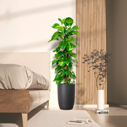 Epipremnum aureum or Money Plant كرمة المال - Greensouq - 