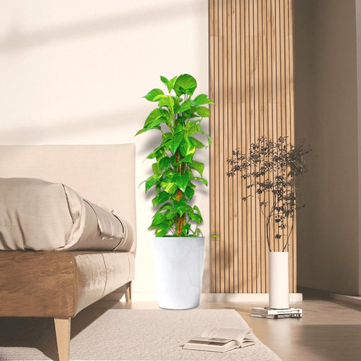 Epipremnum aureum or Money Plant كرمة المال - Greensouq - 