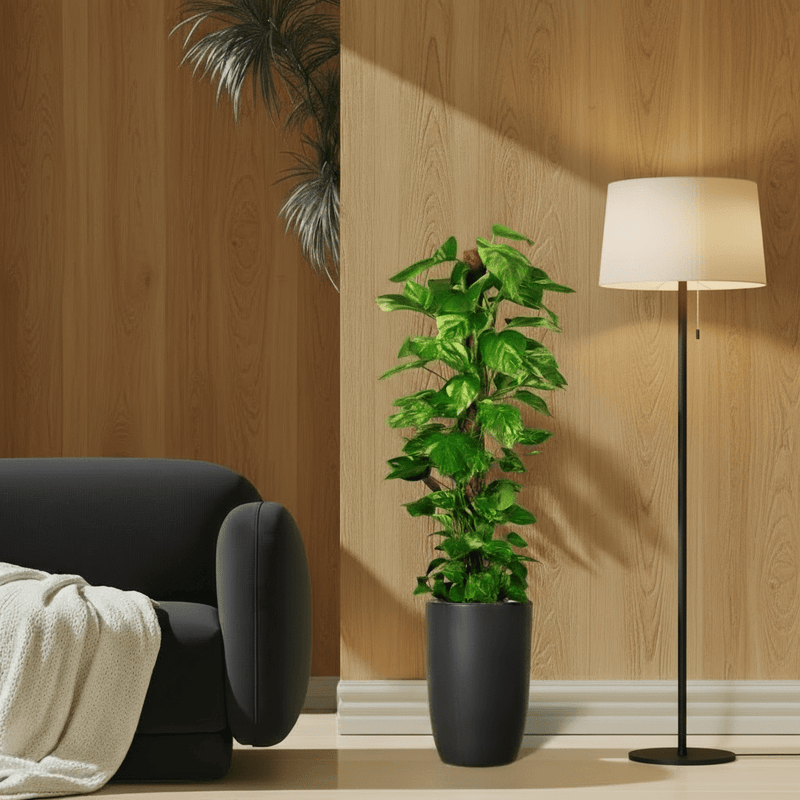 Epipremnum aureum or Money Plant كرمة المال - Greensouq - 
