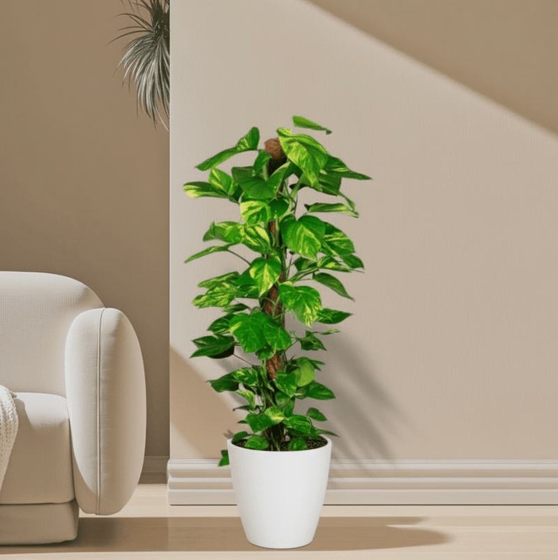 Epipremnum aureum or Money Plant كرمة المال - Greensouq - 