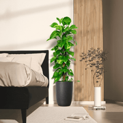 Epipremnum aureum or Money Plant كرمة المال - Greensouq - 