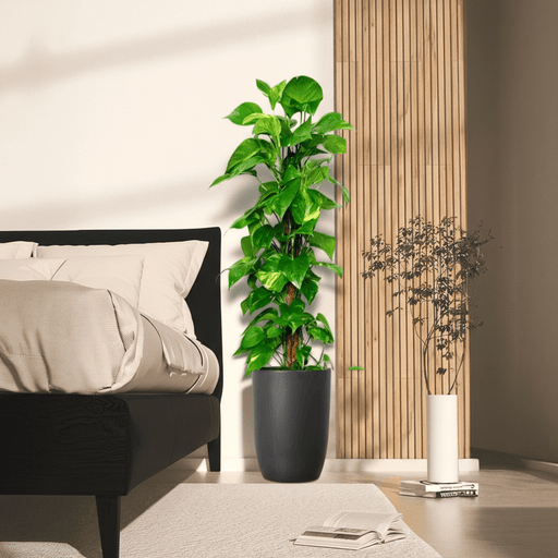 Epipremnum aureum or Money Plant كرمة المال - Greensouq - 