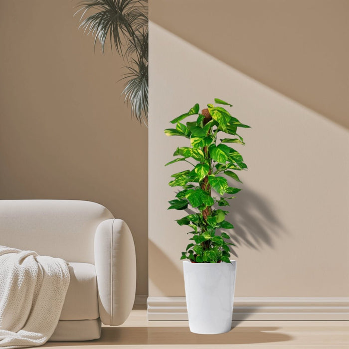 Epipremnum aureum or Money Plant كرمة المال - Greensouq - 