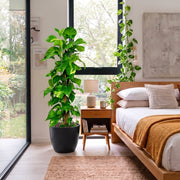 Epipremnum aureum or Money Plant كرمة المال | Dubai's Popular Houseplant! - Greensouq -