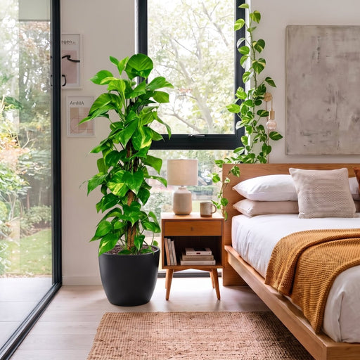 Epipremnum aureum or Money Plant كرمة المال | Dubai's Popular Houseplant! - Greensouq -