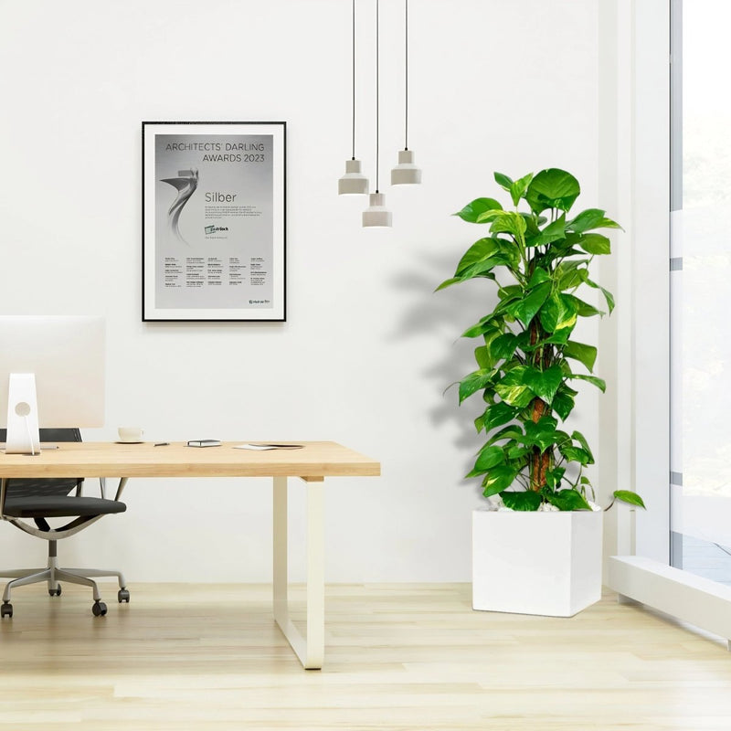 Epipremnum aureum or Money Plant كرمة المال in Grp Square Pot 40x40 - Greensouq - 