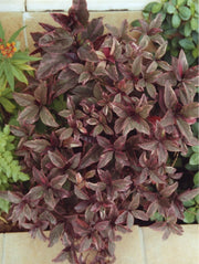 Eranthemum Atropurpureum, Purple False Eranthemum 30 - 40cm - Greensouq - 