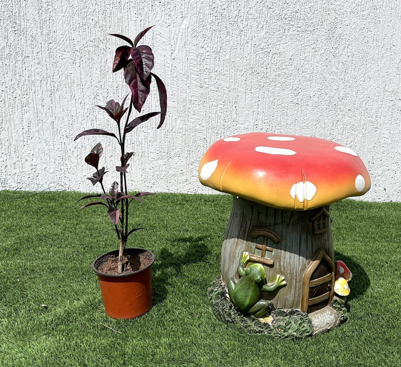 Eranthemum Atropurpureum, Purple False Eranthemum 30 - 40cm - Greensouq - 