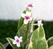 Eranthemum Variegated "Pseuderanthemum" 6Ltr pot - Greensouq - 