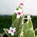 Eranthemum Variegated "Pseuderanthemum" 6Ltr pot - Greensouq - 