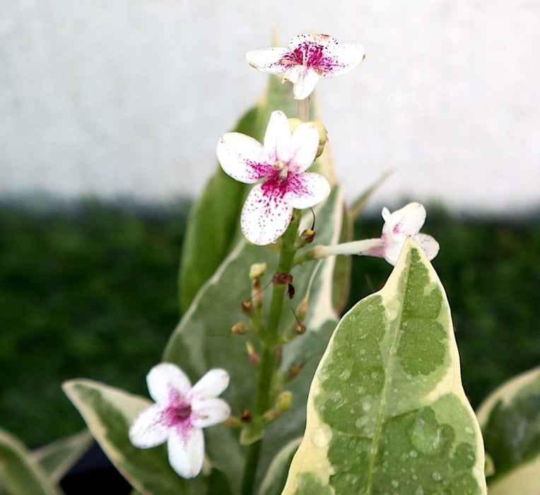 Eranthemum Variegated "Pseuderanthemum" 6Ltr pot - Greensouq - 