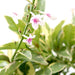 Eranthemum Variegated "Pseuderanthemum" 6Ltr pot - Greensouq - 