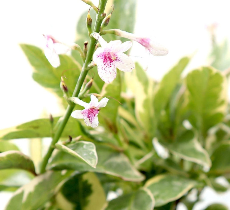 Eranthemum Variegated "Pseuderanthemum" 6Ltr pot - Greensouq - 