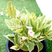 Eranthemum Variegated "Pseuderanthemum" 6Ltr pot - Greensouq - 