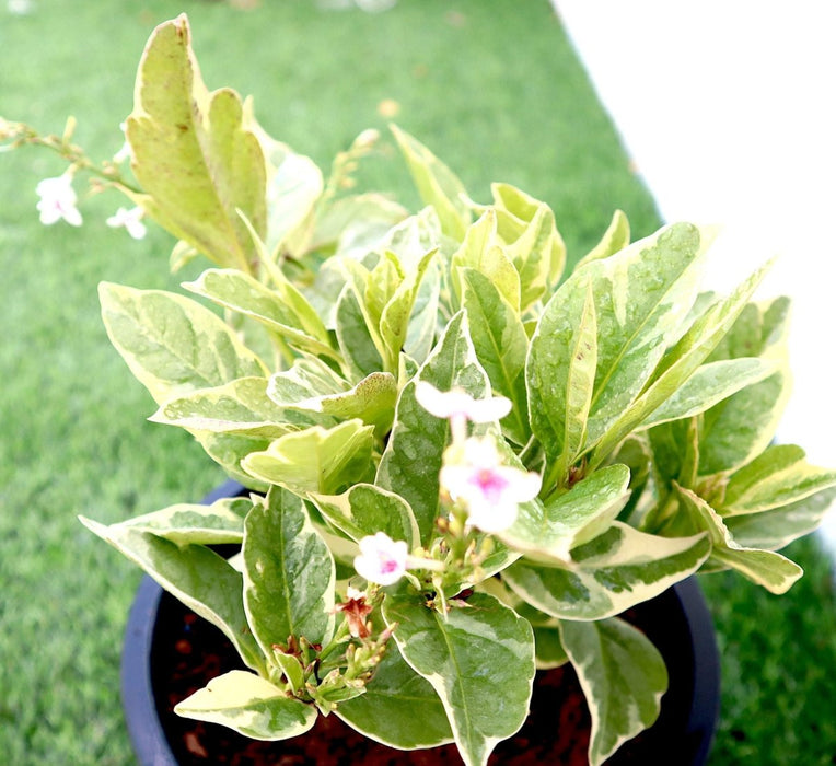 Eranthemum Variegated "Pseuderanthemum" 6Ltr pot - Greensouq - 