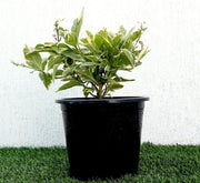 Eranthemum Variegated "Pseuderanthemum" 6Ltr pot - Greensouq - 