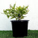 Eranthemum Variegated "Pseuderanthemum" 6Ltr pot - Greensouq - 