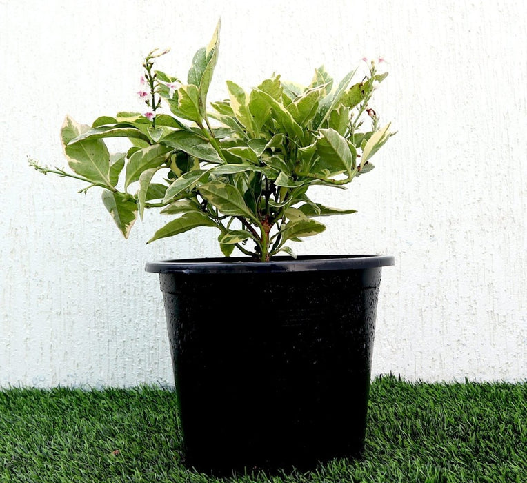 Eranthemum Variegated "Pseuderanthemum" 6Ltr pot - Greensouq - 