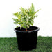 Eranthemum Variegated "Pseuderanthemum" 6Ltr pot - Greensouq - 