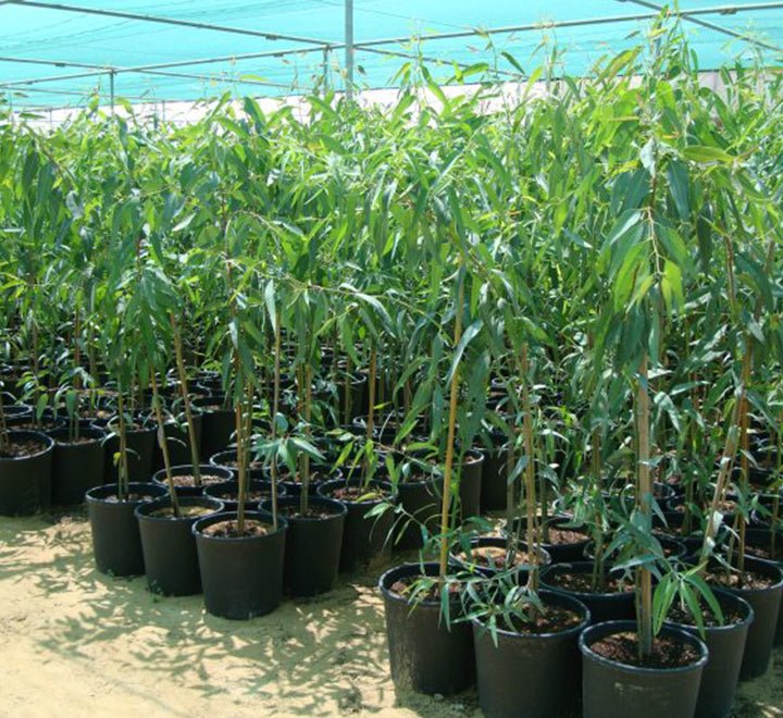 Eucalyptus Camaldulensis 2.0 - 2.5m - Greensouq - 