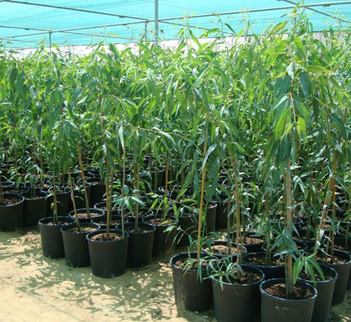 Eucalyptus Camaldulensis 2.0 - 2.5m - Greensouq - 